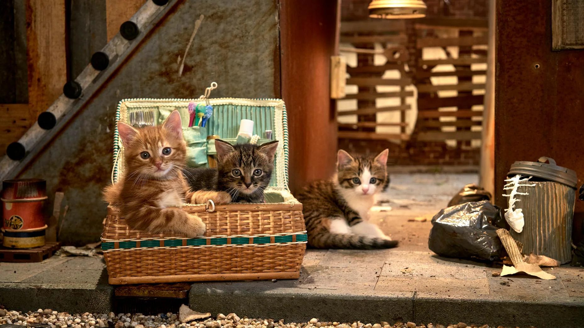 Kittens in a wicker basket in a messy alleyway