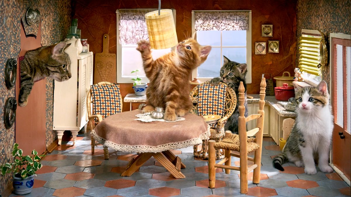 Poesjes / Kittens