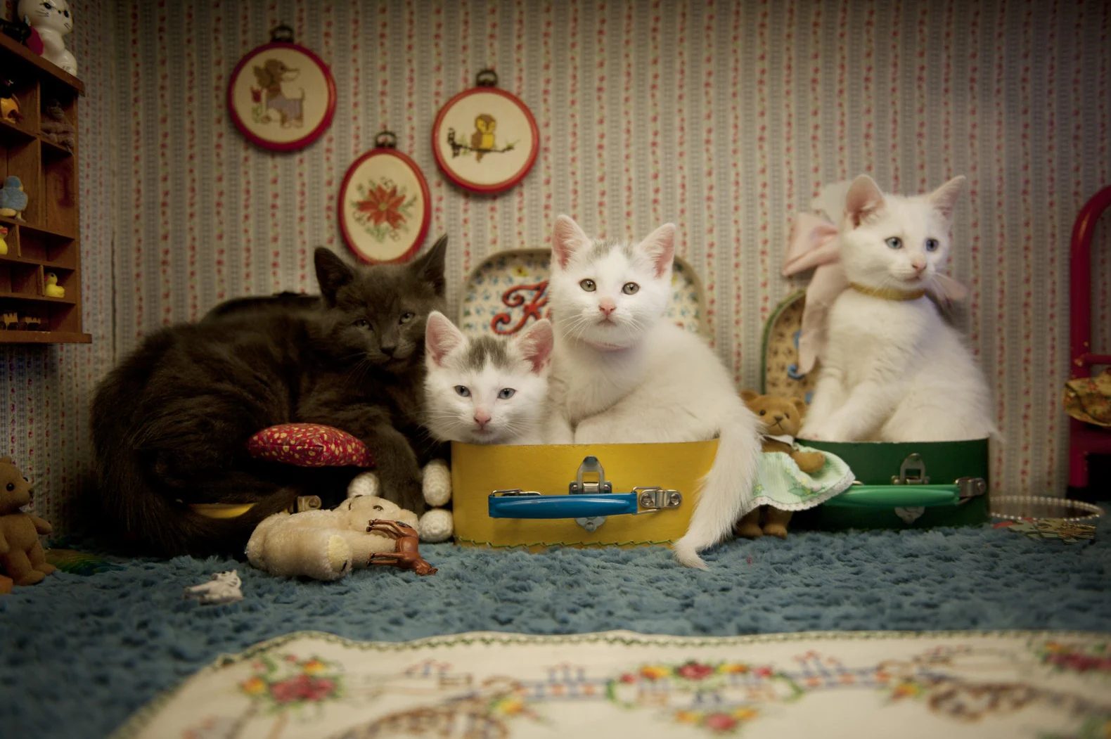 White kittens in little suitcases in a flowery room