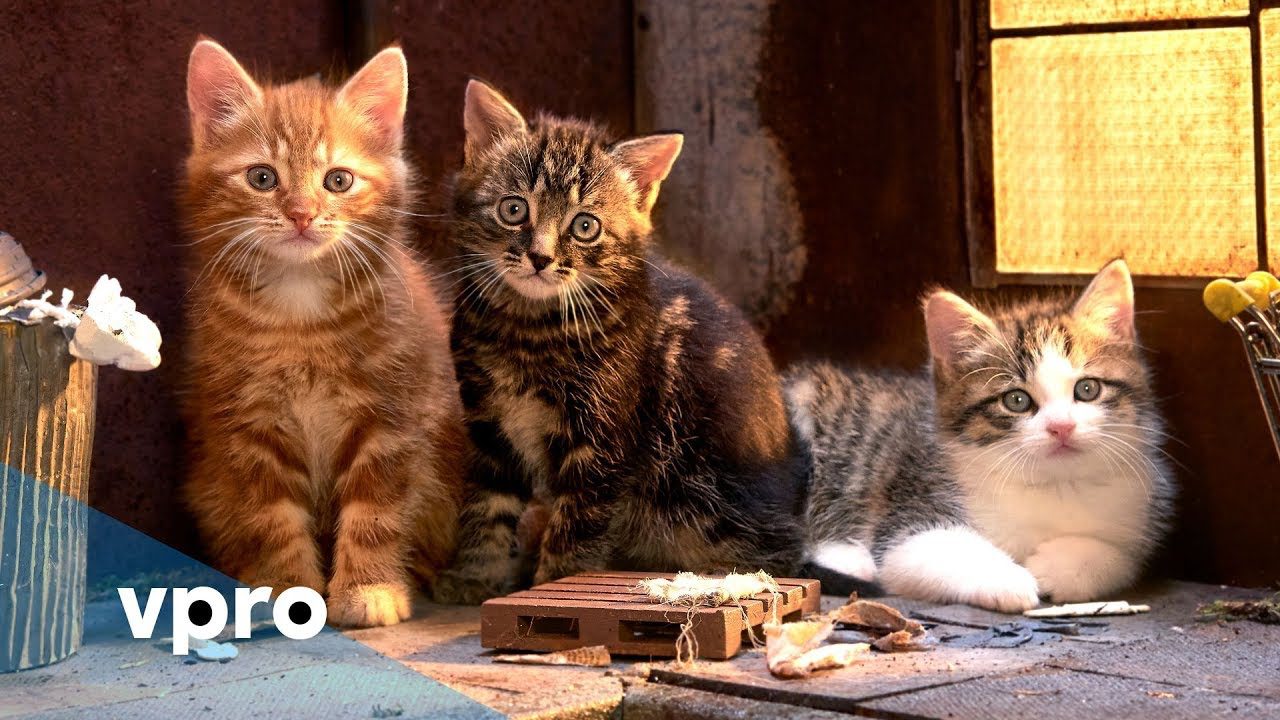 Three kittens side by side in warm evening light